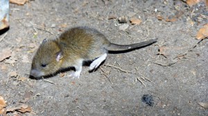 mice1 (Small)