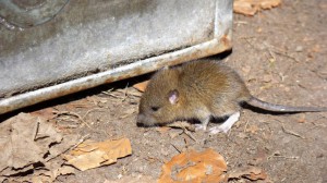 mice2 (Small)