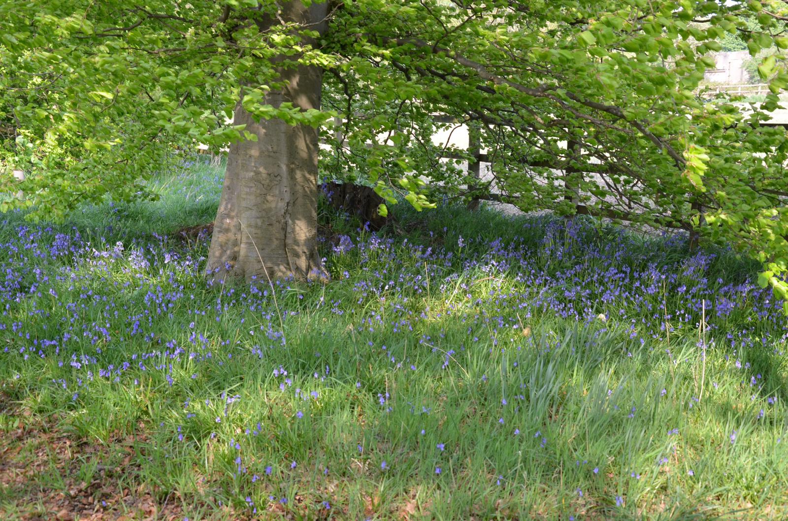 Daresbury during Lockdown May 2020